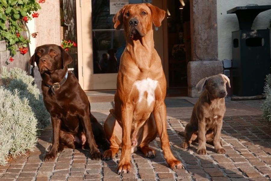 Drei Hunde vor dem Eingang des Hotel Kaiserhof Anif – Urlaub mit Hund