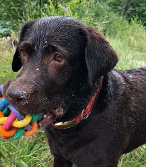 Hund spielt am Königssee Ache mit seinen Ball.