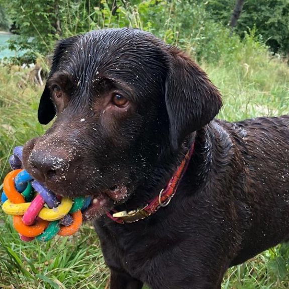 Hund spielt am Königssee Ache mit seinen Ball.