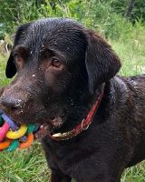 Hund spielt am Königssee Ache mit seinen Ball.